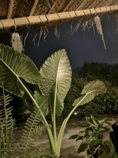 فندق Bird Paradise سيغيرِيا المظهر الخارجي الصورة